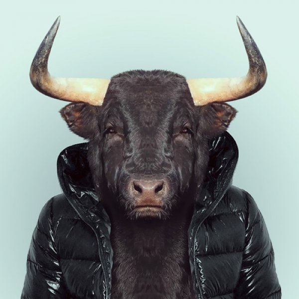 Bull Portrait  