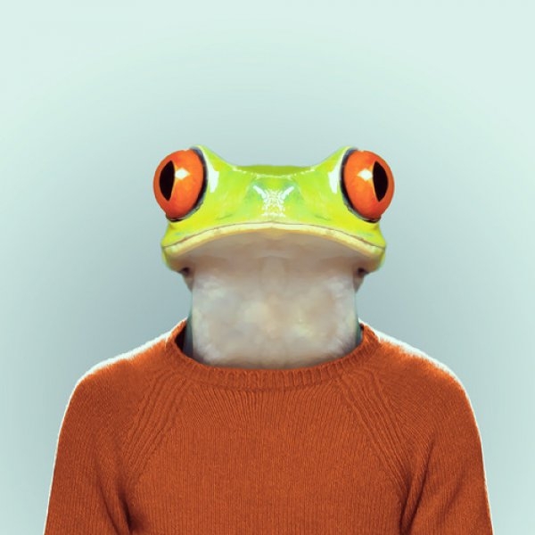 Frog Portrait  