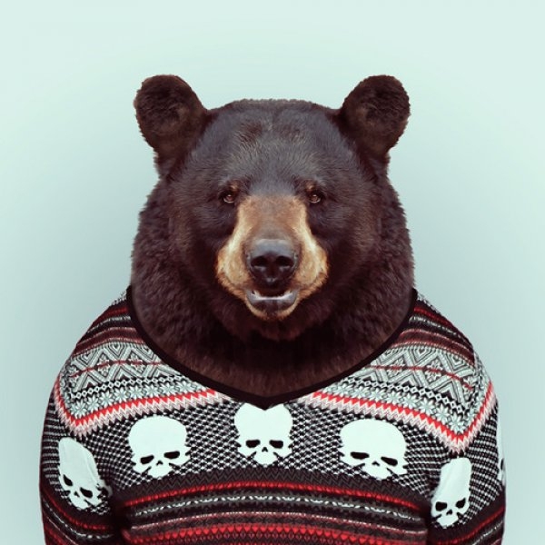 Bear Portrait  