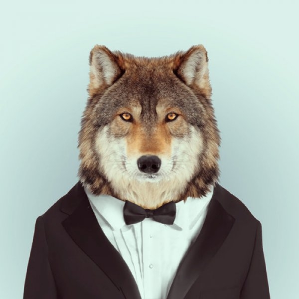 Wolf Portrait  