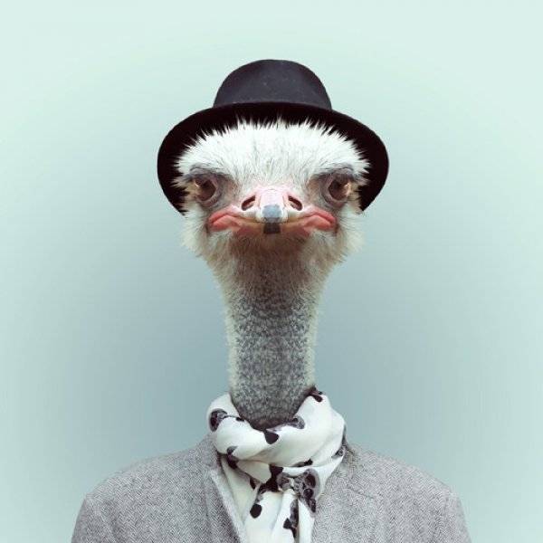Ostrich Portrait  