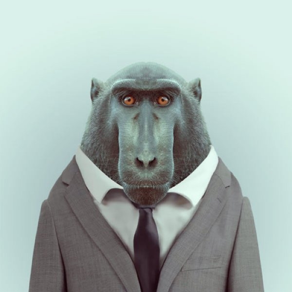 Macaque Portrait 