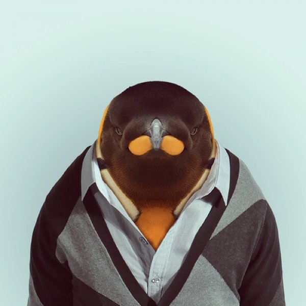 Penguin Portrait 