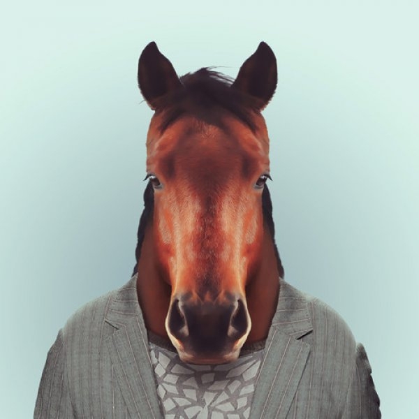 Horse Portrait 