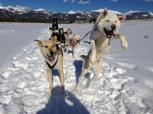 Happy Snow Dogs 