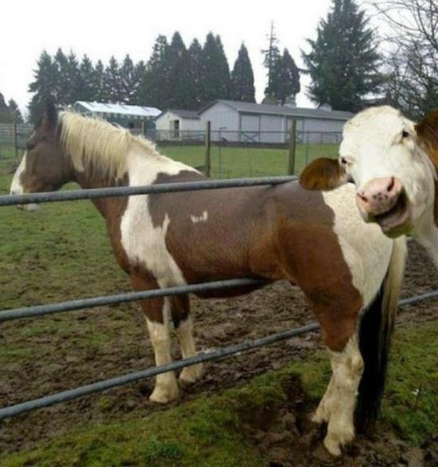 Cow Photobomb 