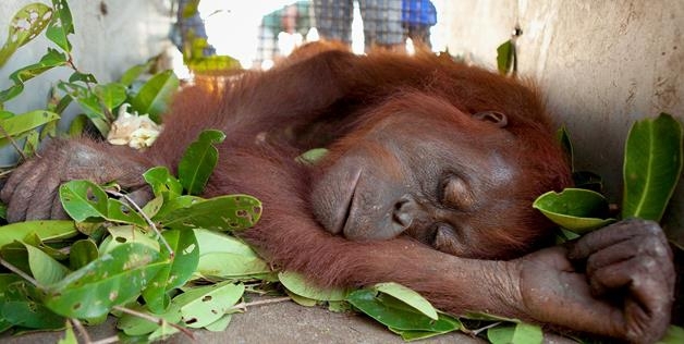 Orangutan In bad condition 