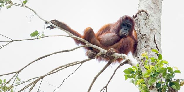 Orangutans Rescued
