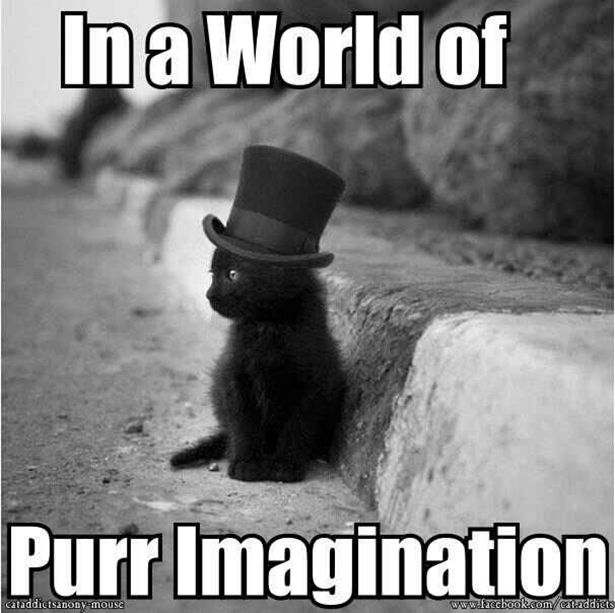 Willy Wonka Cat 