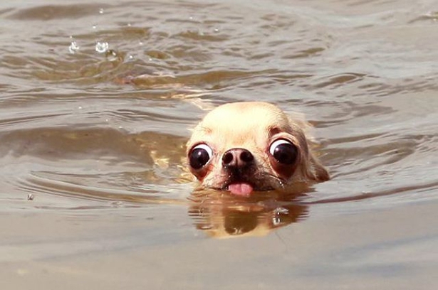 funny dog swimming 