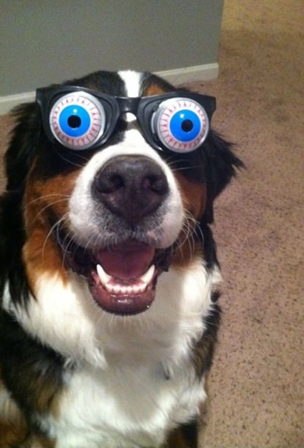 Dog funny eyes