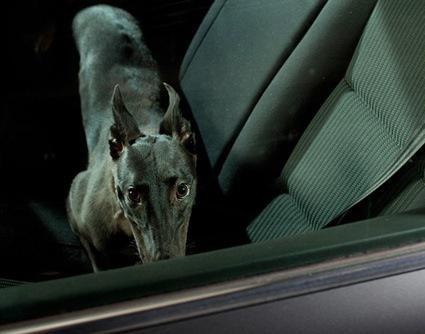 Pictures of Lonely Dogs Left in Cars