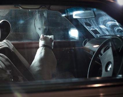 Pictures of Lonely Dogs Left in Cars