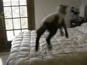 Happy sheep Bouncing On Bed