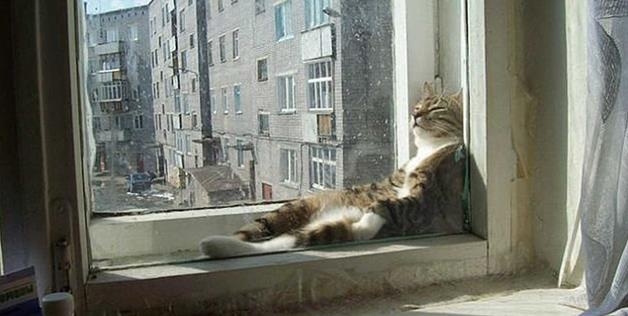 Cat In Sunshine