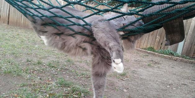 Cat in hammock 