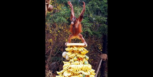 King Of The Bananas 