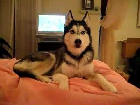 Mishka The Talking Husky! 