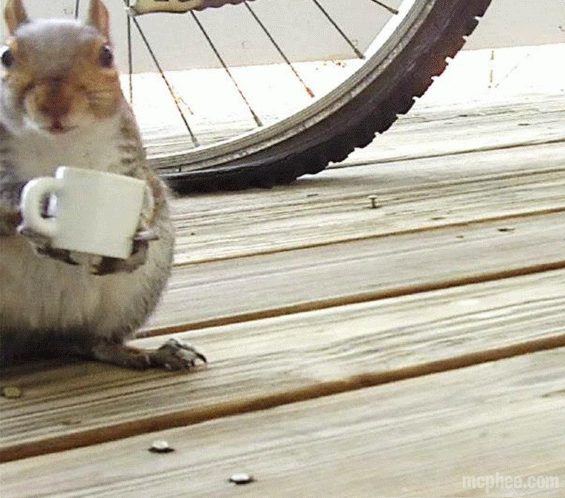 Squirrel Drinking from a Coffee Cup Made for Squirrels