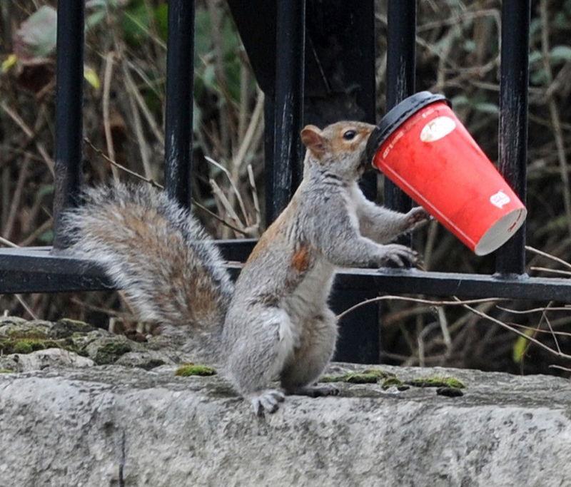 And More Squirrels Coffee Addicts:)