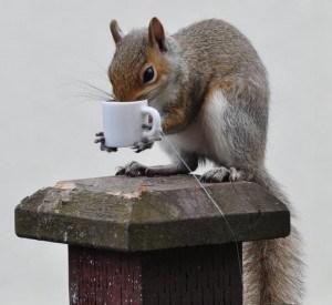Squirrel Drinking from a Coffee Cup Made for Squirrels