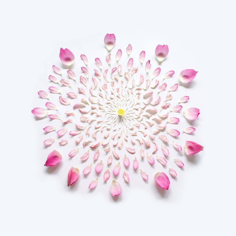 "Exploded Flowers", Creative Pictures of Dissembled Flowers
