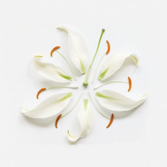 "Exploded Flowers", Creative Pictures of Dissembled Flowers