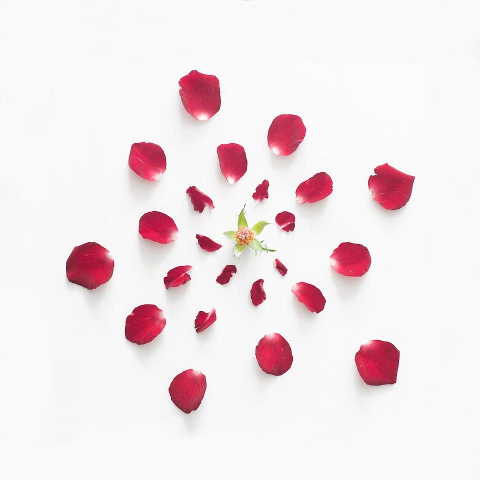 "Exploded Flowers", Creative Pictures of Dissembled Flowers