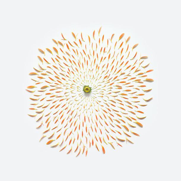 "Exploded Flowers", Creative Pictures of Dissembled Flowers