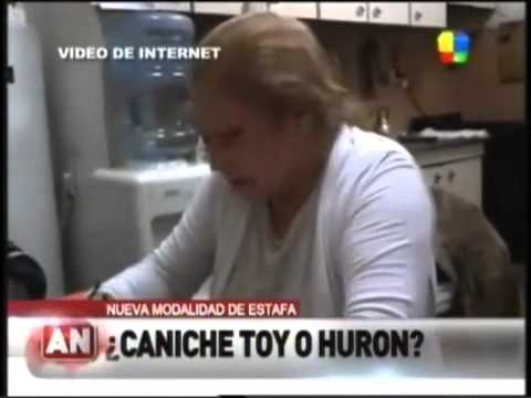 Man Buys Poodles, Discovers They’re Actually Ferrets on Steroids 