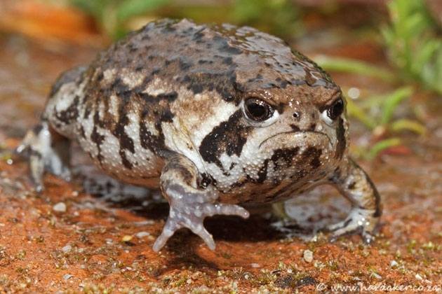 Tired of Grumpy Cat? Introducing Grumpy Toad