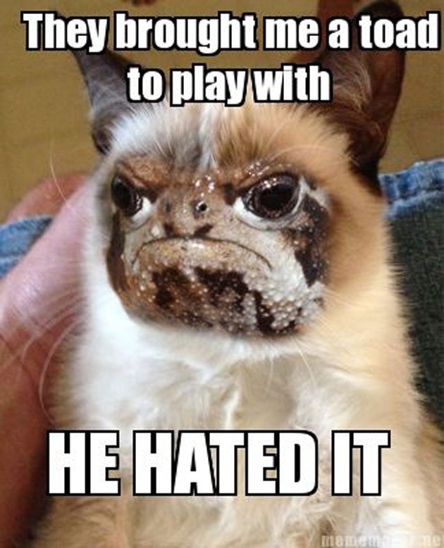 Tired of Grumpy Cat? Introducing Grumpy Toad Tired of Grumpy Cat? Introducing Grumpy Toad