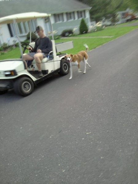 This guy is too lazy to actually WALK the dog