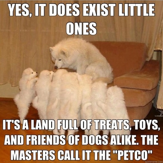 Meme Watch: Storytelling Dog Is A Raconteur Among Mere Dogs
