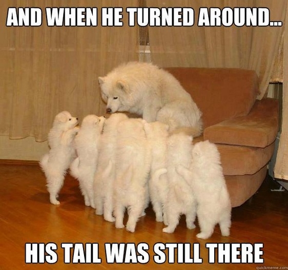 Meme Watch: Storytelling Dog Is A Raconteur Among Mere Dogs