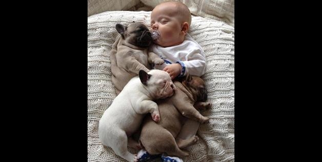 Cutest Pictures Ever? Baby Cuddles With French Bulldog Puppies