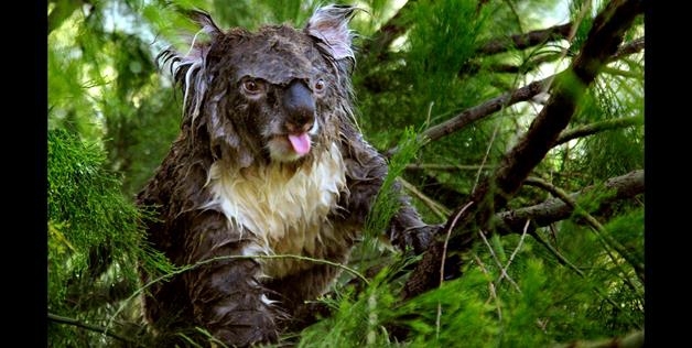 Funny Wet Pets Celebrate April Showers 
