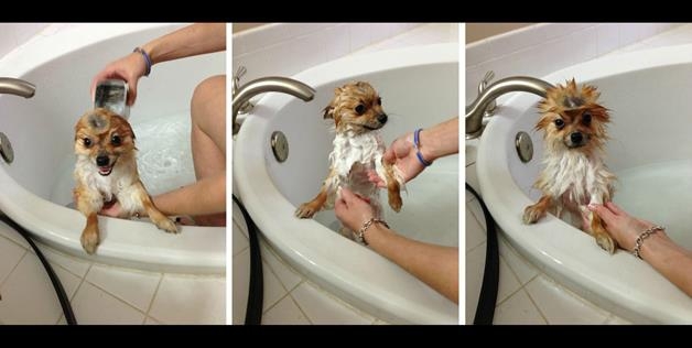 Puppy Shower 
