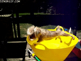 Funny Wet Pets Celebrate April Showers 