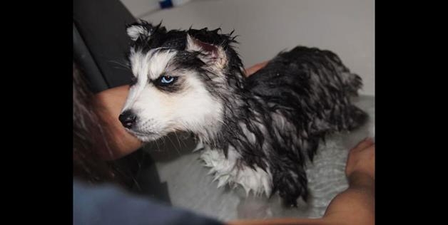 Wet Pup 