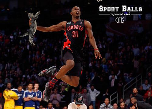 Sport Balls Photoshopped Out and Replaced with Cats