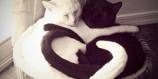kitten love 