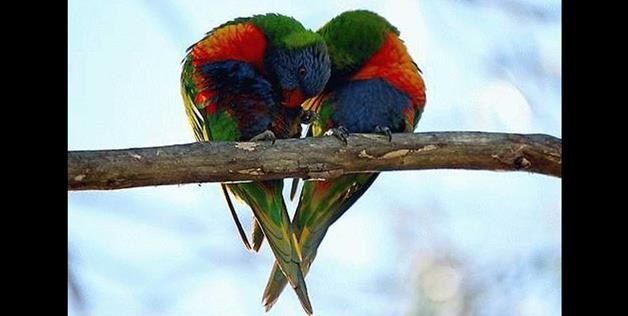 bird romance 