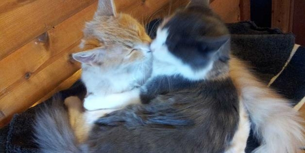 Cat kisses 