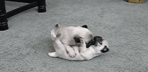 Puppy love wrestling 