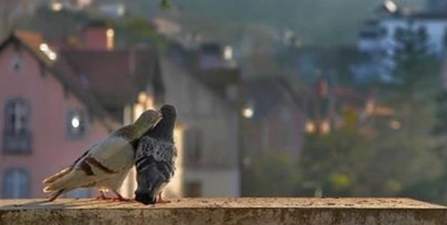 Pigeon romance 