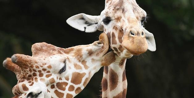 Giraffe Love 
