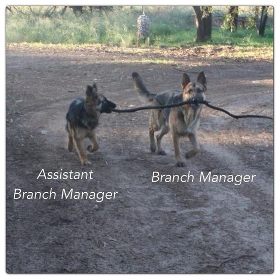 Dogs Branch Manager 