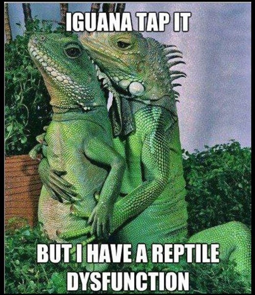 Iguana Problems 