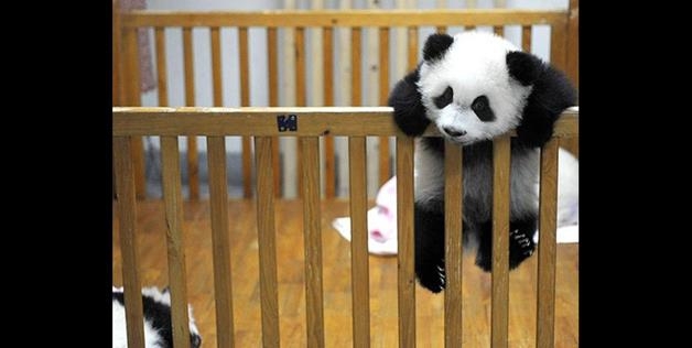 Panda escape 